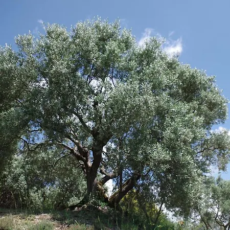 Konukevi Les D Hotes De Au Pays Des Lavandes Et Proche Des Gorges Du Verdon