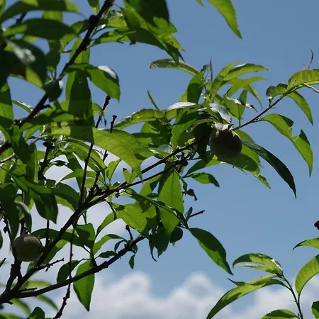 Konukevi Les D Hotes De Au Pays Des Lavandes Et Proche Des Gorges Du Verdon Valensole