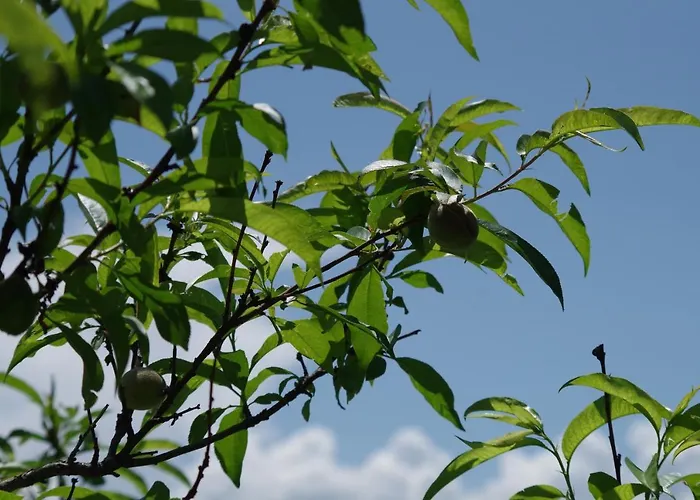Гостевой дом Les D Hotes De Au Pays Des Lavandes Et Proche Des Gorges Du Verdon Валансоль