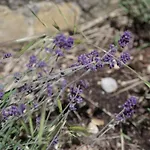 Les D Hotes De Au Pays Des Lavandes Et Proche Des Gorges Du Verdon