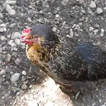 Les D Hotes De Au Pays Des Lavandes Et Proche Des Gorges Du Verdon 招待所 瓦朗索尔