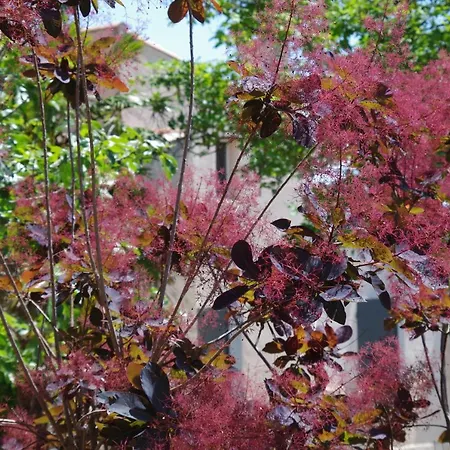 Les D Hotes De Au Pays Des Lavandes Et Proche Des Gorges Du Verdon Pensjonat 3*