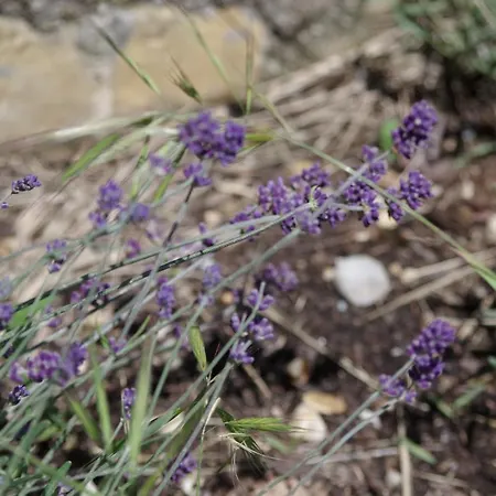 Les D Hôtes De Au Pays Des Lavandes Et Proche Des Gorges Du Verdon